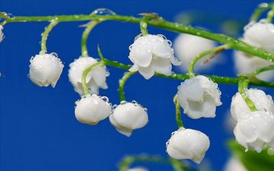 Hoa linh lan: Nguồn gốc, đặc điểm, ý nghĩa, cách trồng và chăm sóc