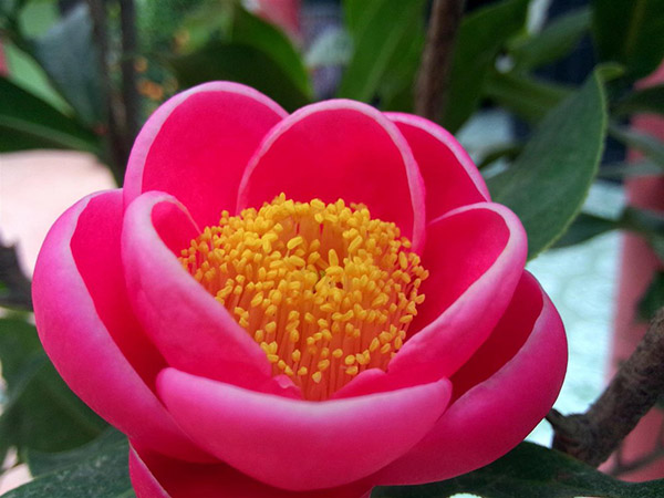 Hải Đường cũng là một trong số những loài hoa mang ý nghĩa yêu đơn phương