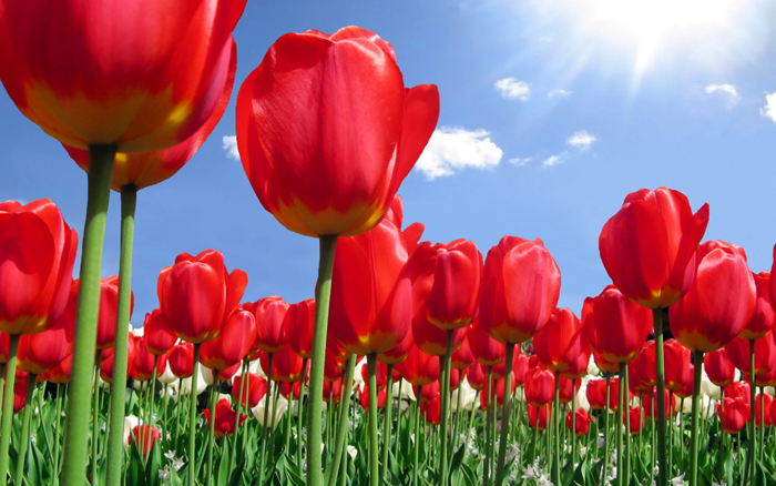 Hoa tulip đỏ sang trọng và quý phái sang trọng