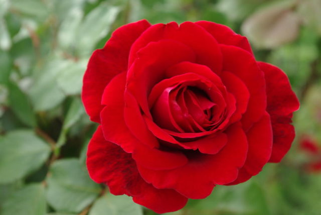 Trong tình yêu hoa màu đỏ tượng trưng cho một tình yêu mãnh liệt và nóng bỏng
