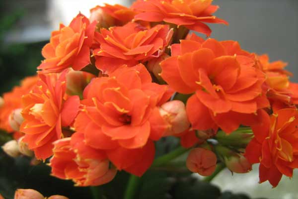 Cây hoa sống đời màu cam tươi tắn