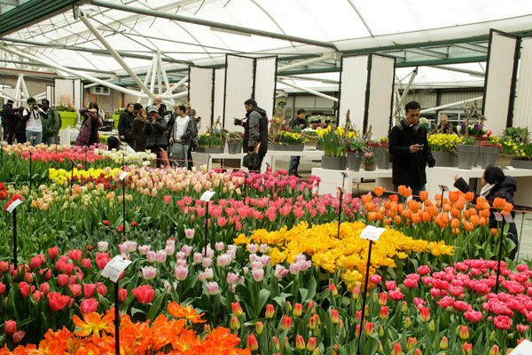 Vườn hoa tươi dịch vụ điện hoa quận Tân Bình