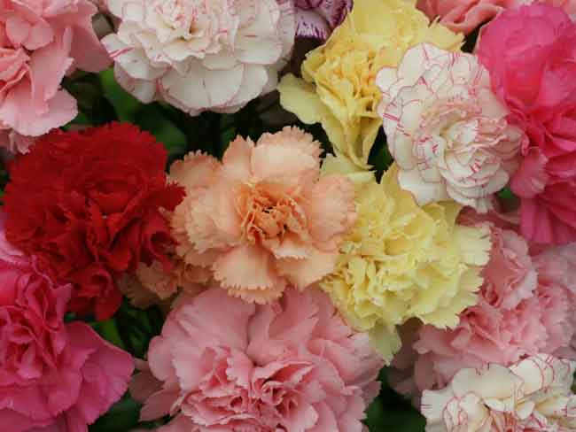 hoa cẩm chướng có ý nghĩa gì theo màu sắc