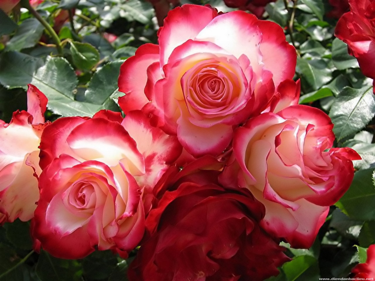 Hoa hồng viền trắng đẹp độc lạ