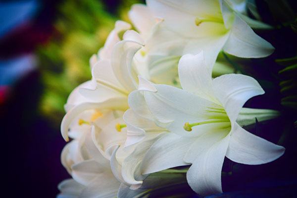 Hình ảnh những bông hoa ly trắng đẹp nhất
