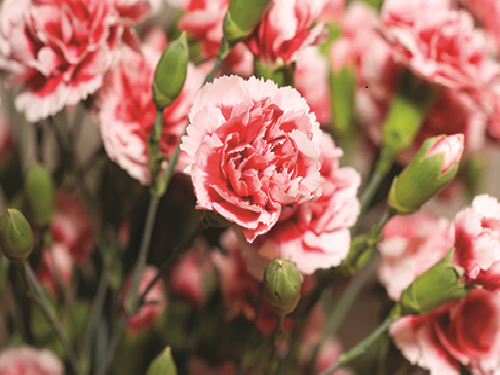 Hoa chúc mừng sinh nhật phù hợp là hoa cẩm chướng