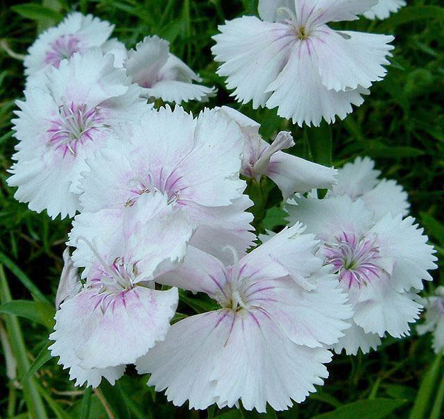 Hoa cẩm chướng trắng - biểu tượng của sự trong trắng