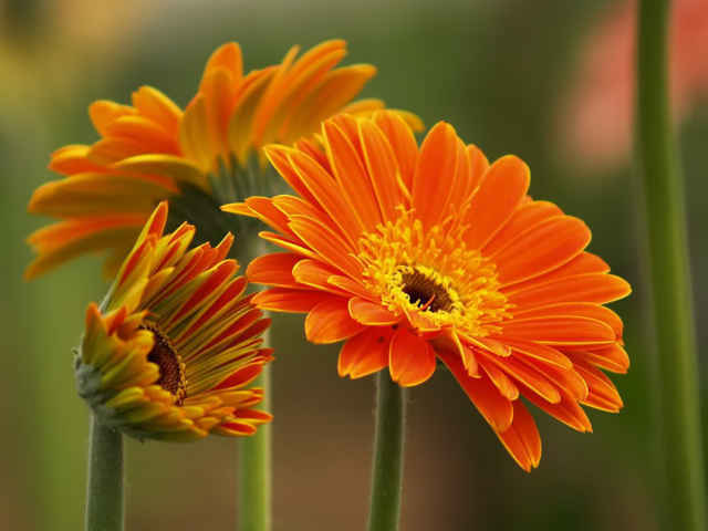 ý nghĩa của các loài hoa mang đến may mắn và thành công