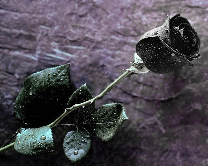 Nguồn gốc ý nghia hoa hồng đen