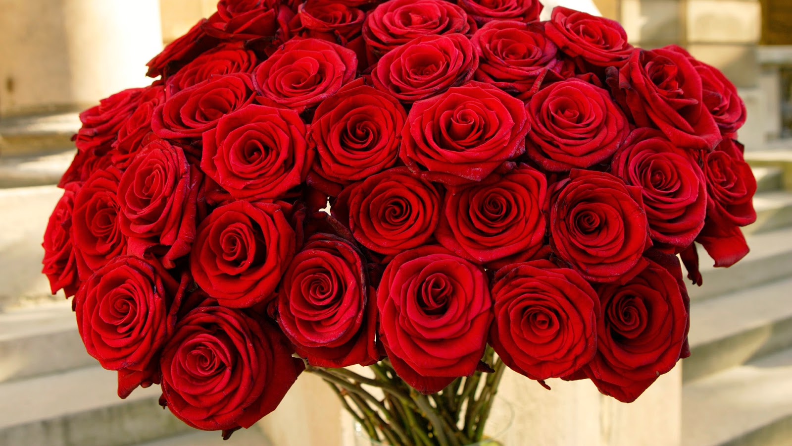 Hoa hồng Ecuador bày tỏ yêu thương ngọt ngào và trìu mến