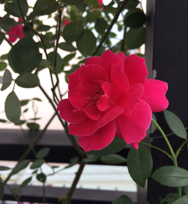 Hoa hồng nhung nở tại Hoa Tươi 360