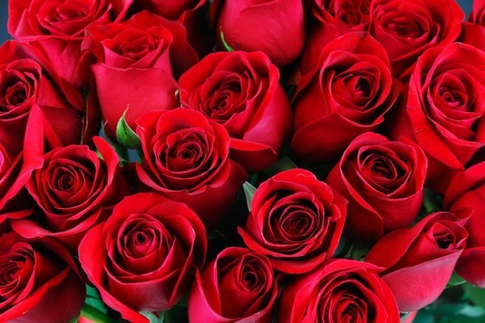 Hoa hồng nhung đỏ mang ý nghĩa tượng trưng một tình yêu bất diệt