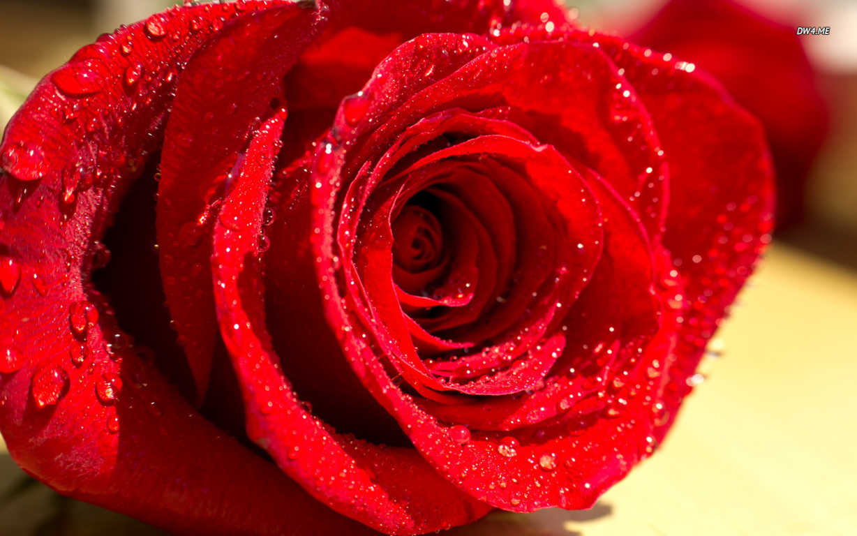 Hoa hồng nhung đỏ mang ý nghĩa say đắm, lãng mạn