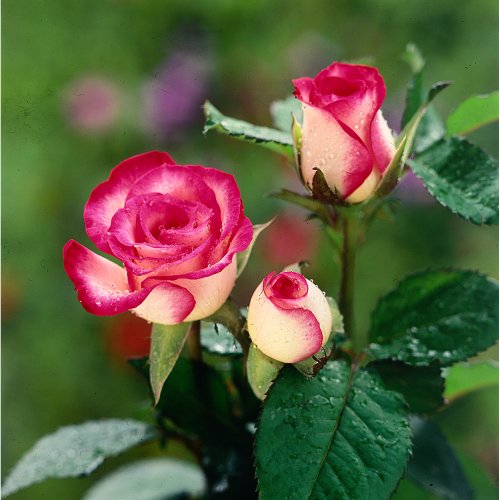 Hoa hồng viền cam cực đẹp