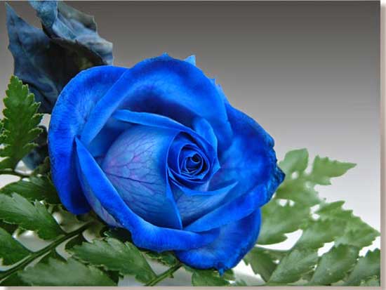 Tặng đóa  hoa hồng xanh cho người bạn thương yêu