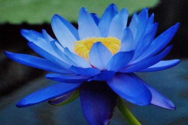 Hoa sen màu xanh biểu tượng của trí tuệ