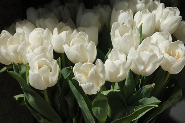 Hoa tulip màu trắng biểu tượng của sự sang trọng