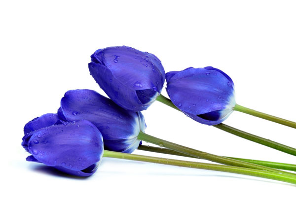 Hoa tulip xanh biểu tượng cho sự bình yên