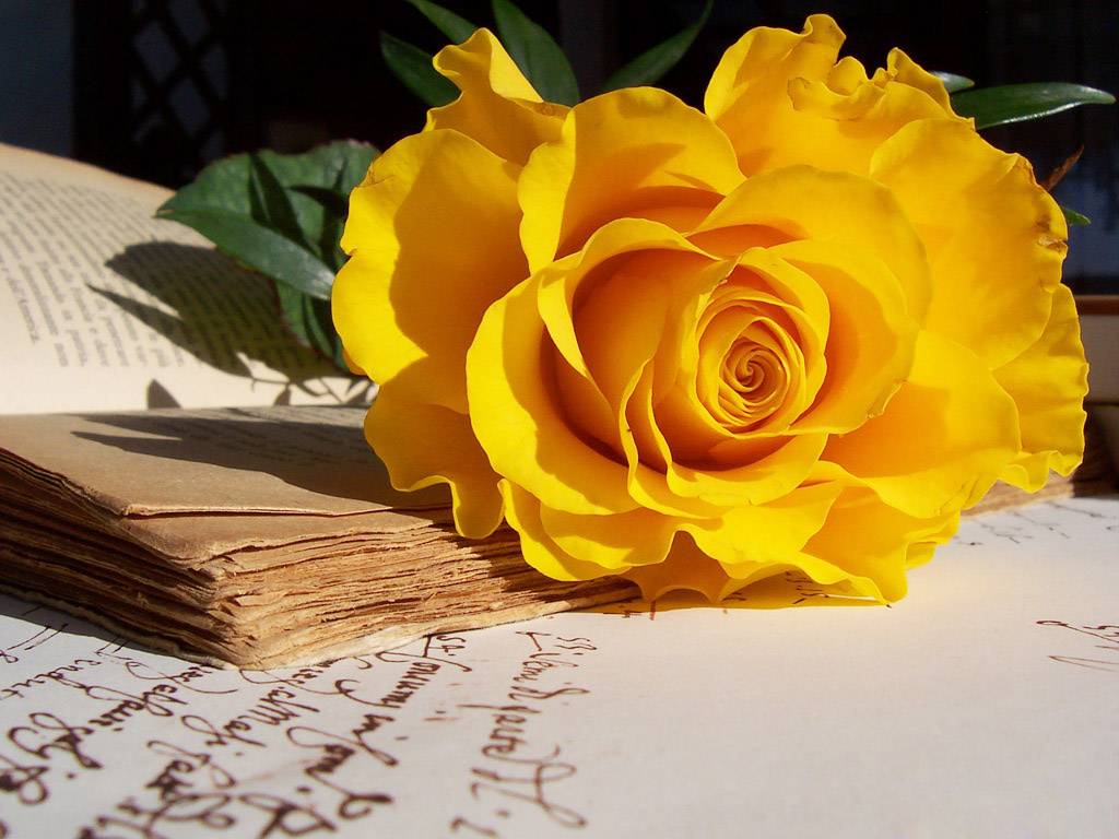  Những bó hoa Hồng vàng rực rỡ là hoa tượng trưng cho tình bạn thân bền chặt 