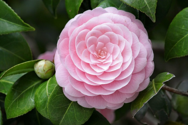 Đáng yêu, ngây thơ như nụ hoa Trà – một lời khen tặng từ loài hoa biểu tượng cho tình bạn