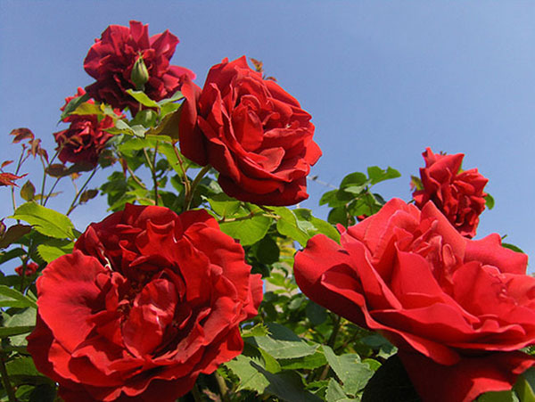 Màu sắc của cây hoa hồng nhung rất đẹp