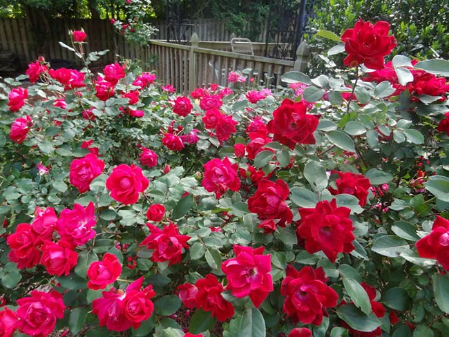Nước hoa cũng là một sản phẩm đặc trưng của hoa hồng nhung