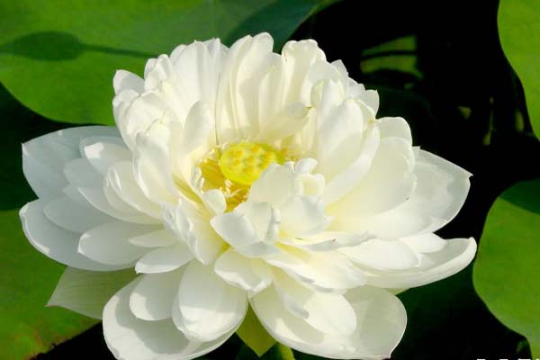 Hoa sen trắng đại đóa đẹp tinh khiết