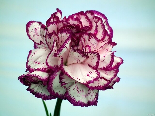 hoa cẩm chướng-loài hoa đại diện cho ngày của mẹ