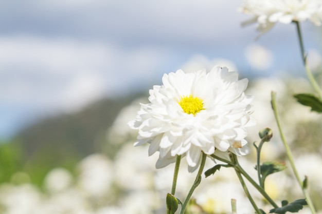 ý nghĩa câu chuyện bông hoa cúc trắng