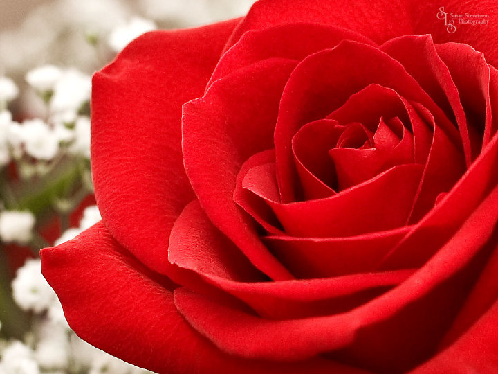 Hoa hồng đỏ tượng trưng tình yêu bất diệt