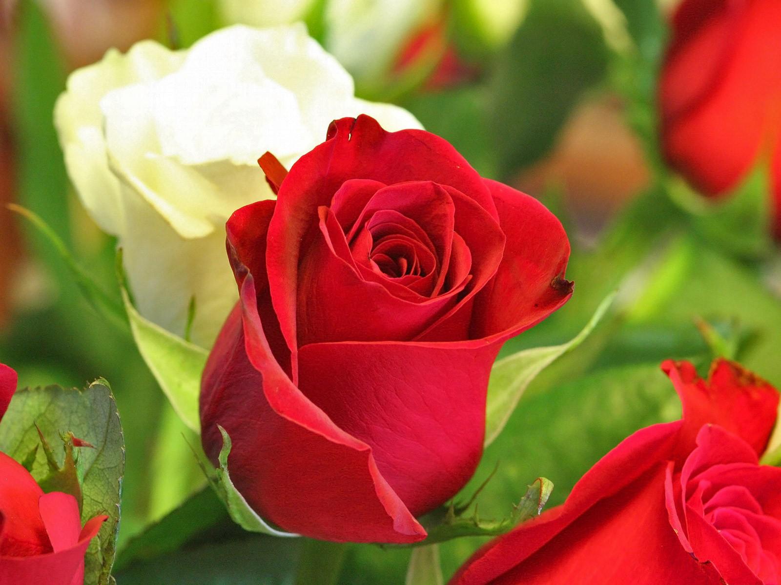 Hoa hồng đỏ mang ý nghĩa của tình yêu và những điều tốt đẹp trong cuộc sống