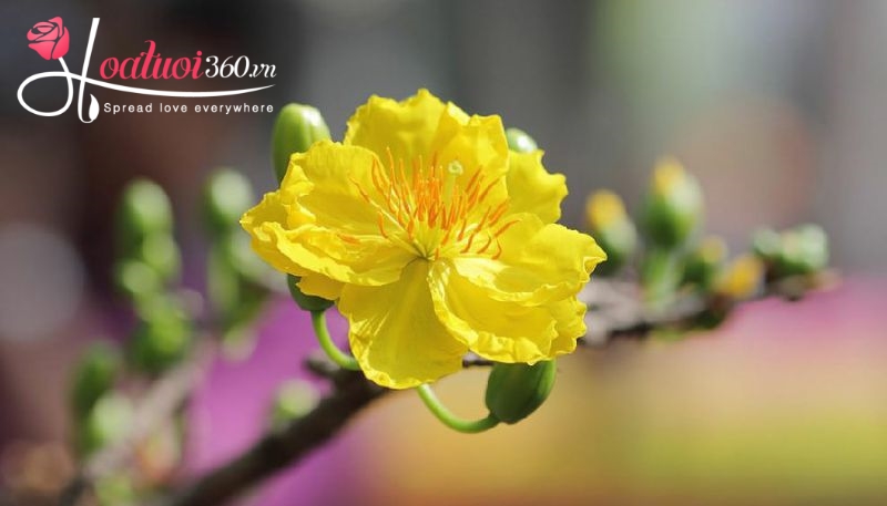 17 các loài hoa ngày tết ý nghĩa, lưu ý khi chọn hoa tết trưng nhà