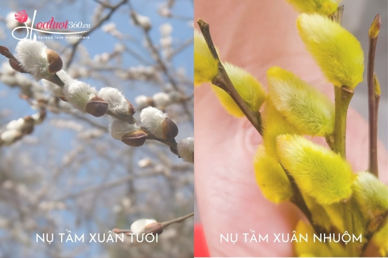 Cách bảo quản nụ tầm xuân bền màu, chơi từ 10 - 12 tháng