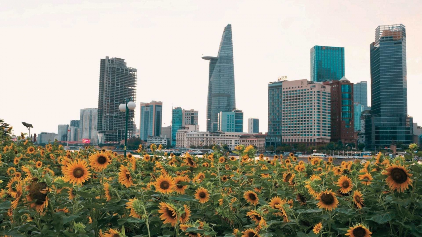 Tổng hợp hình nền hoa hướng dương đẹp, nét, full HD 