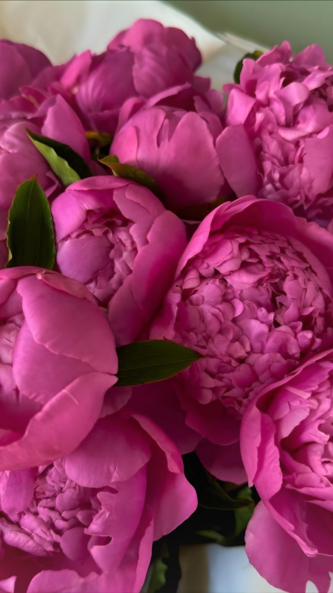 499+ hình nền hoa mẫu đơn đẹp, rạng rỡ, thu hút tình duyên