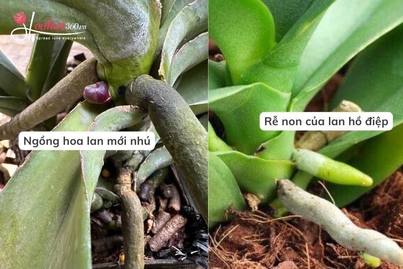 Cách chăm sóc lan hồ điệp đang ngồng hoa & 5 điều lưu ý