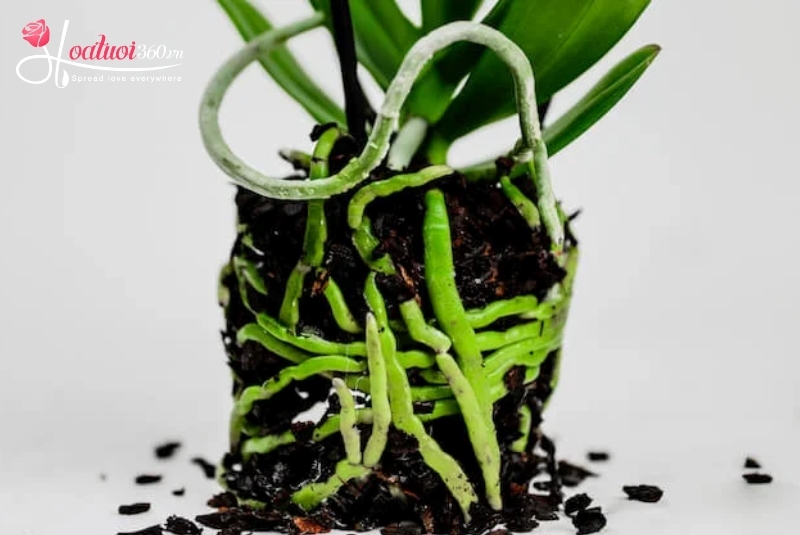 Cách chăm lan hồ điệp từ A đến Z dành cho người mới