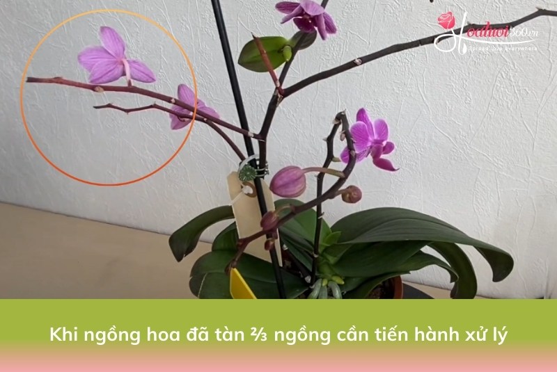 Cách trồng lan hồ điệp sau tết đơn giản, giúp cây tiếp tục ra hoa 