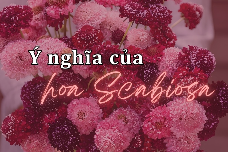 Ý nghĩa của hoa Scabiosa - Sự chân thành, nỗi nhớ và nghị lực