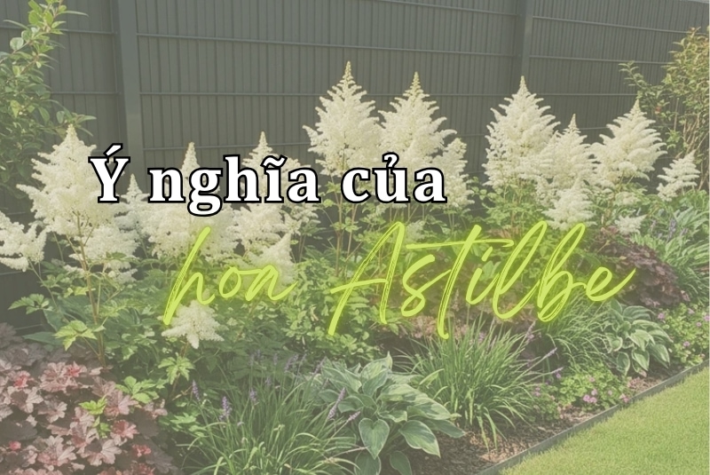 Ý nghĩa hoa Astilbe - Hạnh phúc, nỗi mong chờ, hòa hợp và đủ đầy