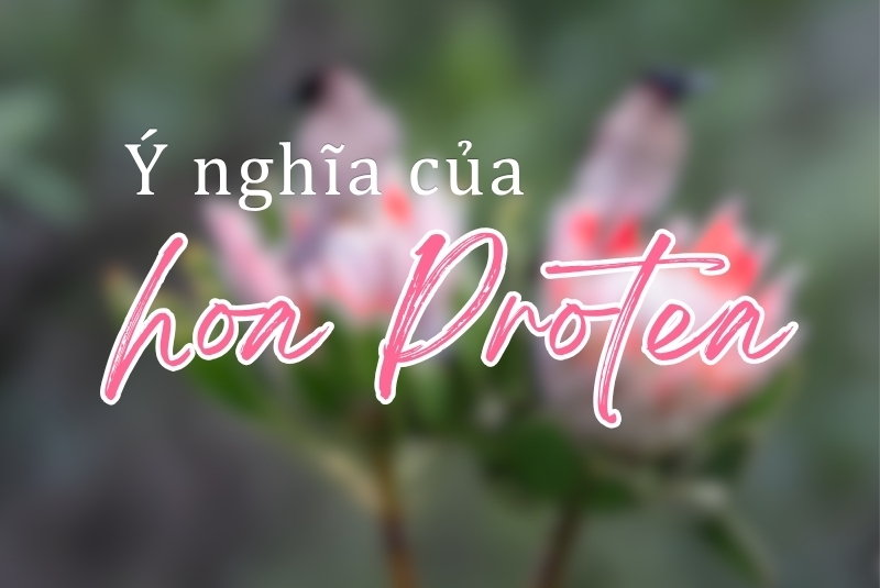 Ý nghĩa hoa Protea - Sự kiêu hãnh, mạnh mẽ và may mắn