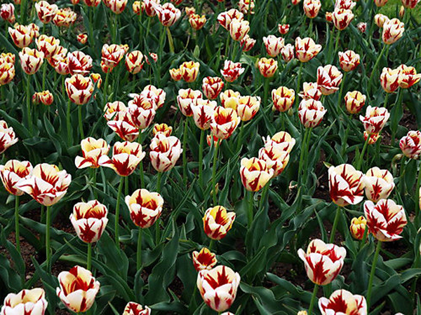 Hoa Tulip đốm 