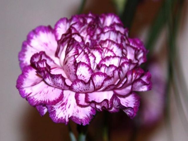 Hoa cẩm chướng có vắn ý nghĩa từ chối trong tình yêu