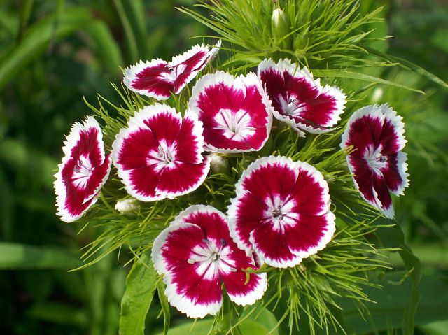 Hoa cẩm chướng ý nghĩa trong cuộc sống cùng với hương thơm quyến rũ 