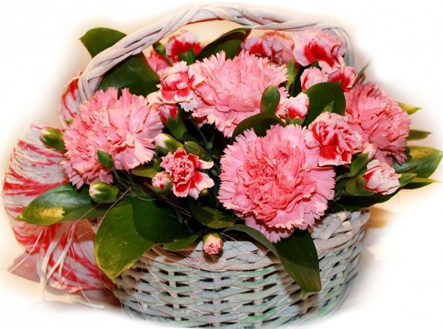 Giỏ hoa cẩm chướng có ý nghĩa tình bạn cao quý