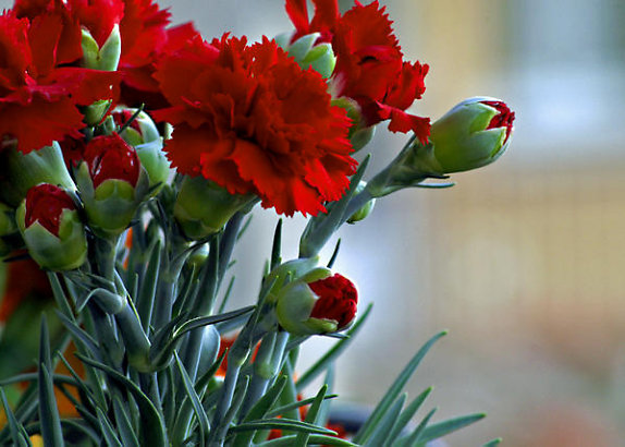 Hoa cẩm chướng đỏ thẳm có ý nghĩa trái tim nhói vì em