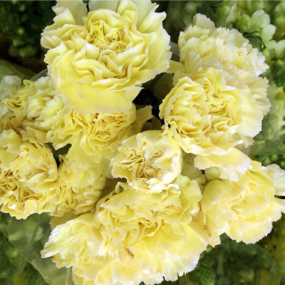 Hoa cẩm chướng vàng có ý nghĩa thất vọng trong tình yêu