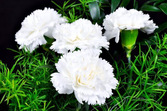 Hoa cẩm chướng trắng có ý nghĩa tình yêu trong sáng