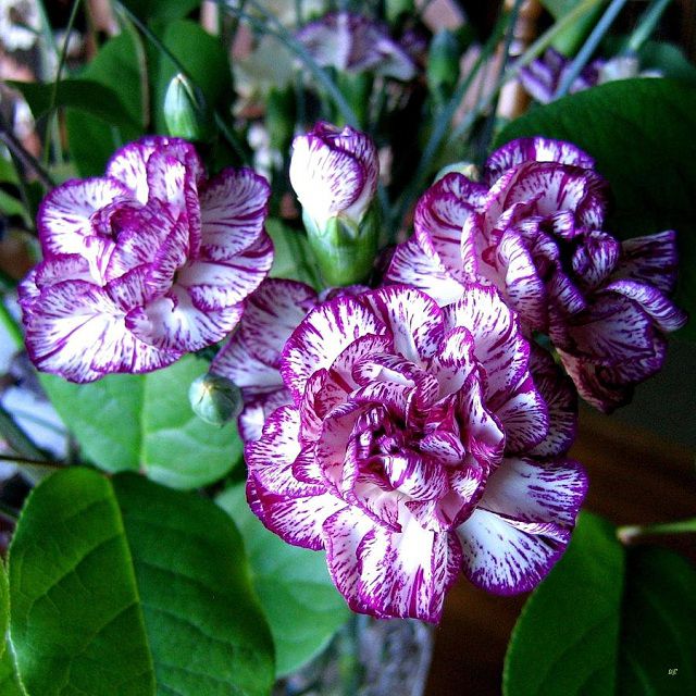 Hoa cẩm chướng tím có ý nghĩa thủy chung trong tình yêu