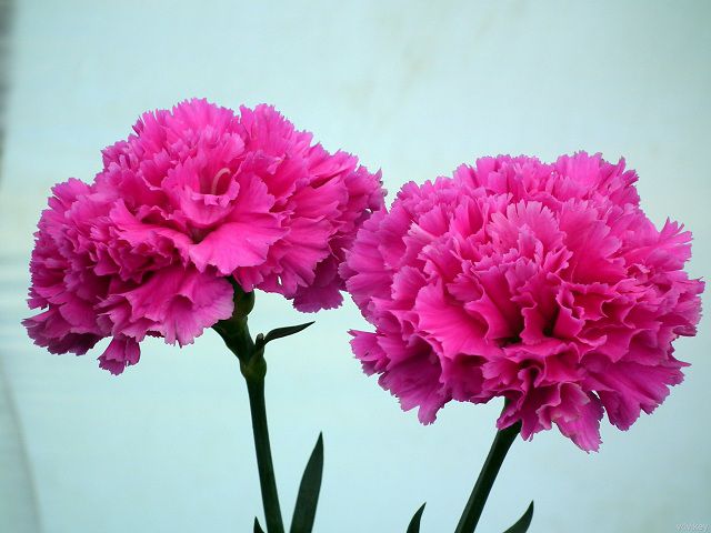 Hoa cẩm chướng đỏ trong tình yêu đôi lứa tha thiết